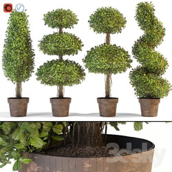 Plant - Set of decorative trees 