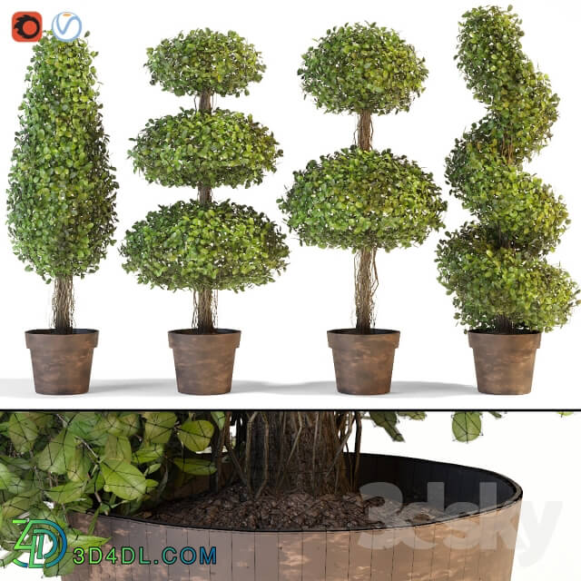 Plant - Set of decorative trees