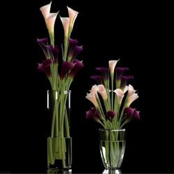 Plant - CALLA LILLY PURPLE 