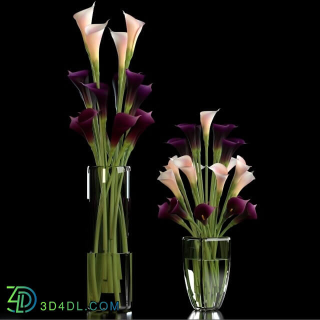 Plant - CALLA LILLY PURPLE