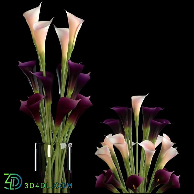 Plant - CALLA LILLY PURPLE