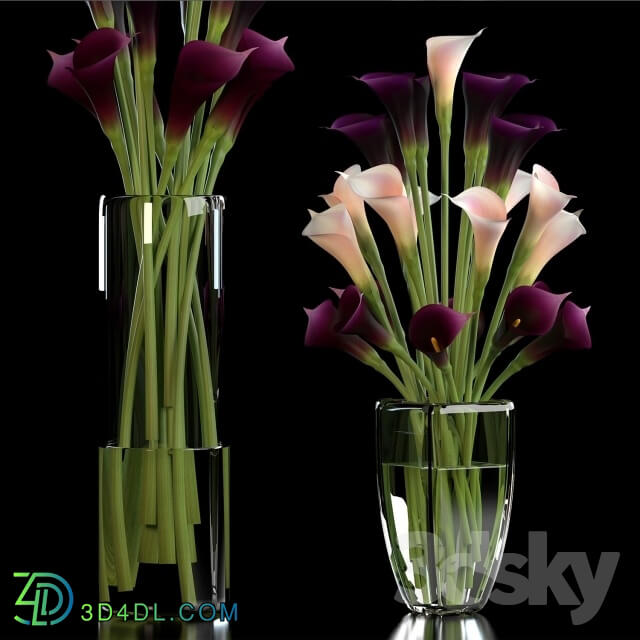 Plant - CALLA LILLY PURPLE