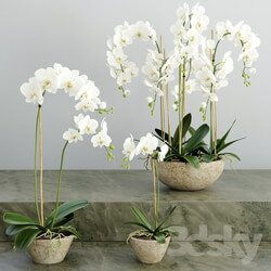 Plant - Orchid 2 