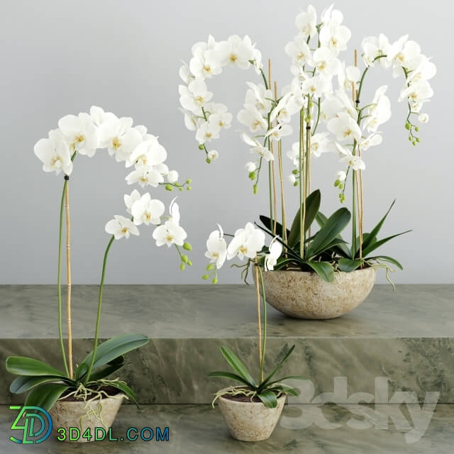 Plant - Orchid 2