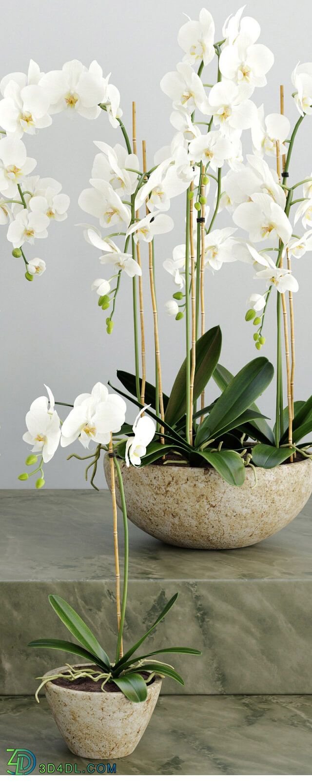 Plant - Orchid 2