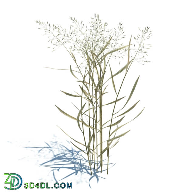 ArchModels Vol124 (053) Agrostis capillaris v2