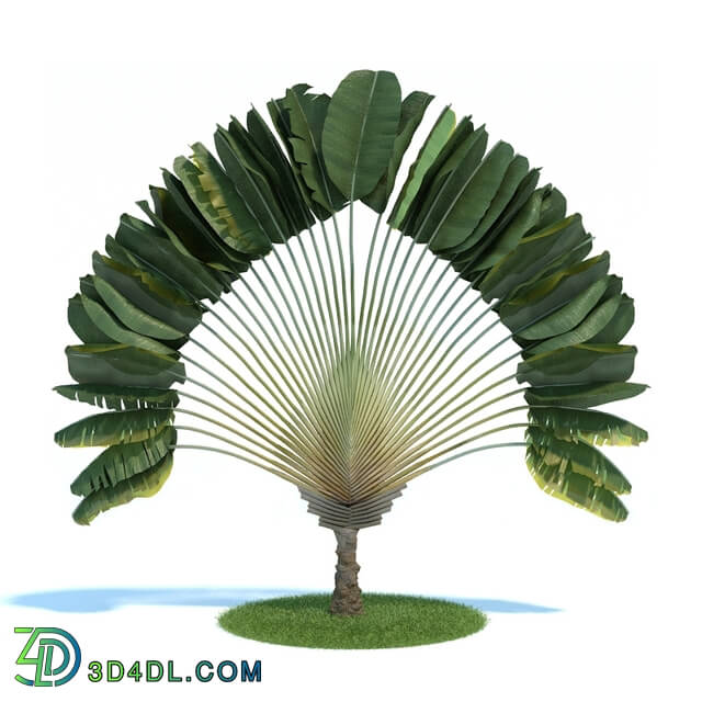 ArchModels Vol61 (052) ravenala madagascariensis