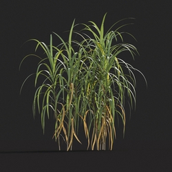 Maxtree-Plants Vol20 Miscanthus giganteus 01 03 