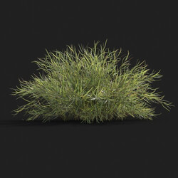 Maxtree-Plants Vol21 Pogonatherum crinitum 01 01 