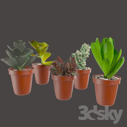 Indoor - Decorative set_Green Cactuse in the colorful pots_ Maziye Model 