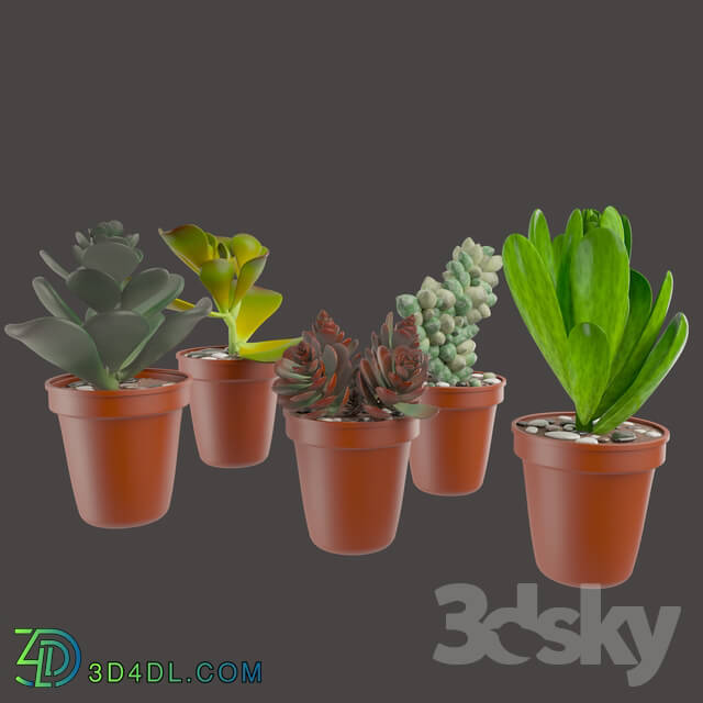 Indoor - Decorative set_Green Cactuse in the colorful pots_ Maziye Model