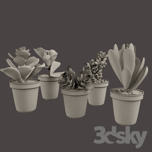 Indoor - Decorative set_Green Cactuse in the colorful pots_ Maziye Model