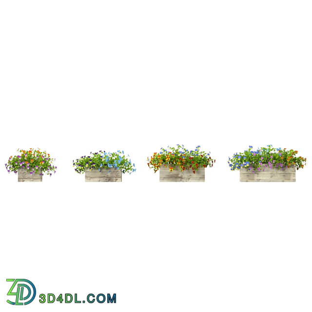 3dMentor HQFlowers3 viola tricolor (04)