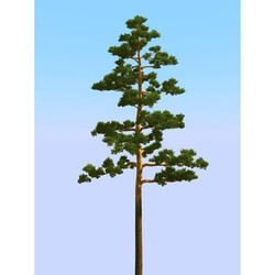 3dMentor HQPlants-02 (123) pine 3 