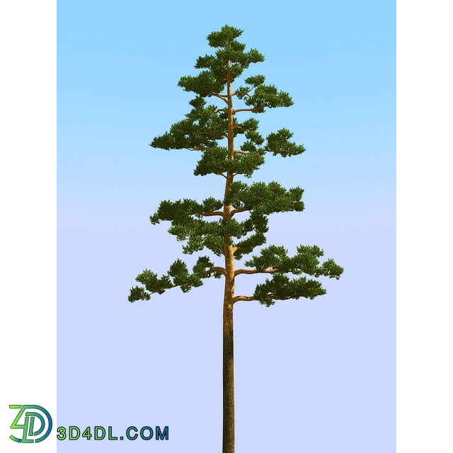 3dMentor HQPlants-02 (123) pine 3
