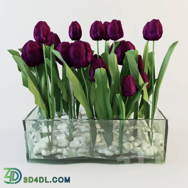 Plant - Tulips
