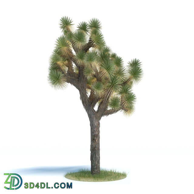 ArchModels Vol61 (053) yucca brevifolia