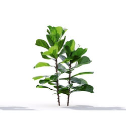Maxtree-Plants Vol19 Ficus pandurata 01 03 