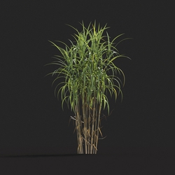 Maxtree-Plants Vol20 Miscanthus giganteus 01 04 