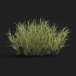 Maxtree-Plants Vol21 Pogonatherum crinitum 01 02 