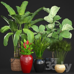 Plant - Collection of plants 75 