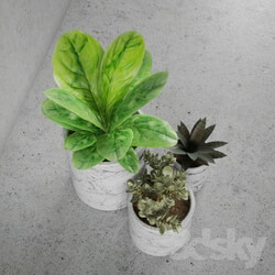 Plant - Decorative set _ plants 