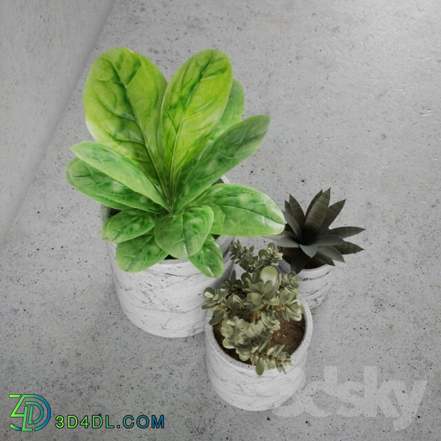 Plant - Decorative set _ plants