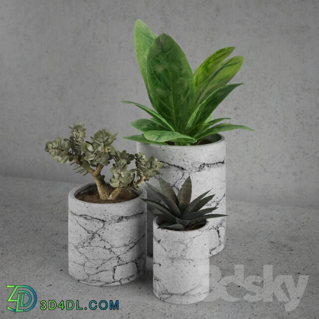 Plant - Decorative set _ plants