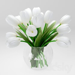 Plant - white tulips 