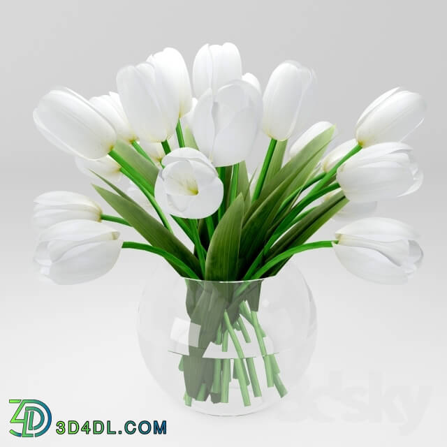 Plant - white tulips