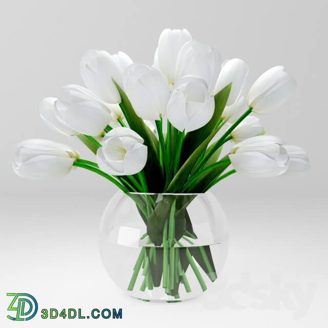 Plant - white tulips