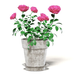 CGaxis Vol111 (28) pink roses 