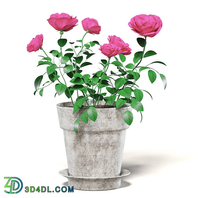 CGaxis Vol111 (28) pink roses