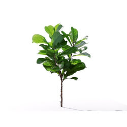 Maxtree-Plants Vol19 Ficus pandurata 01 04 