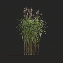 Maxtree-Plants Vol20 Miscanthus giganteus 01 05 