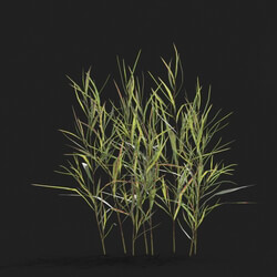 Maxtree-Plants Vol21 Pogonatherum crinitum 01 03 