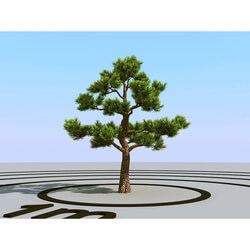 3dMentor HQPlants-02 (125) bonsai pine 