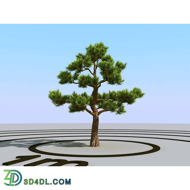 3dMentor HQPlants-02 (125) bonsai pine