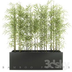 Plant - BAMBOO PLANTS 49 