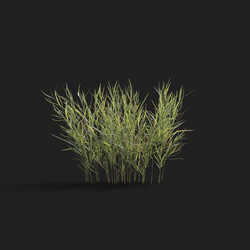 Maxtree-Plants Vol21 Pogonatherum crinitum 01 04 
