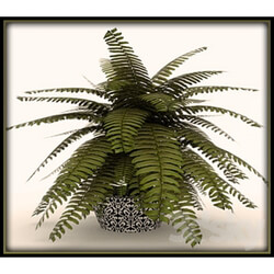 Plant - Fern with textures 