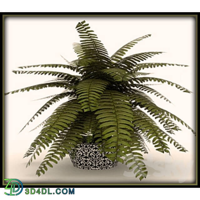 Plant - Fern with textures