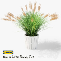 Plant - IKEA Kalasa Plant Pot and Little Barley 