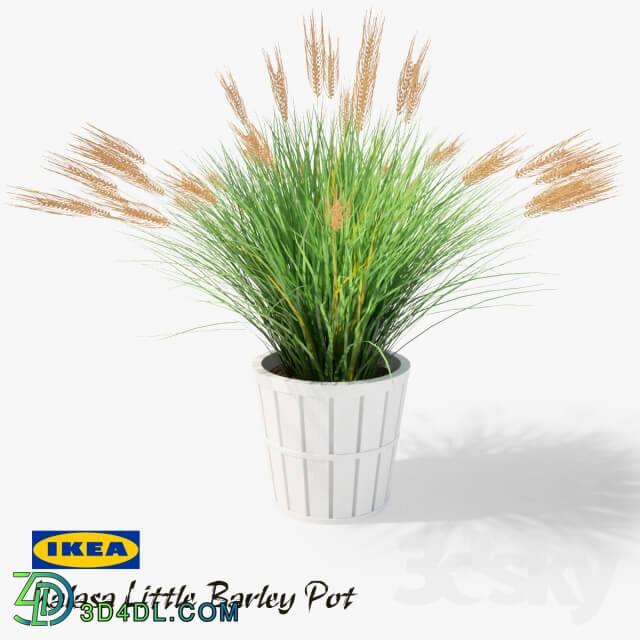 Plant - IKEA Kalasa Plant Pot and Little Barley