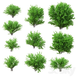 Plant - A set of bushes. 10 models. v2 
