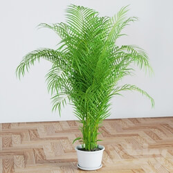 Plant - Palm 