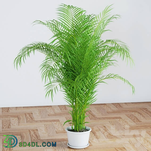 Plant - Palm