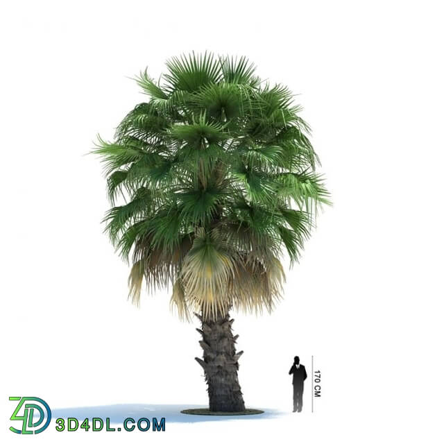 ArchModels Vol85 (008) Washingtonia filifera