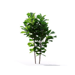 Maxtree-Plants Vol19 Ficus pandurata 01 06 