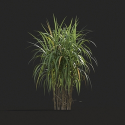 Maxtree-Plants Vol20 Miscanthus giganteus 01 07 